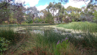 Sunday guided walk - Wetlands of North Canberra